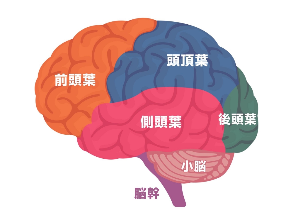 脳の部位